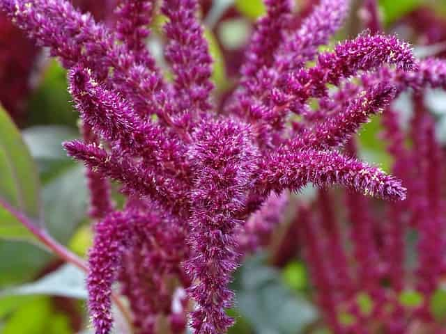 アマランサスの花